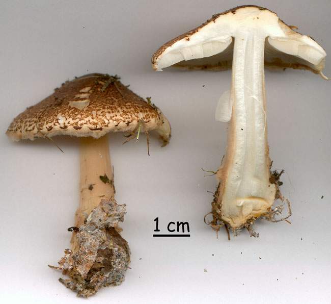 Lepiota cortinarius